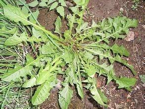 舌尖上的芭蕾延吉美食，延吉美食攻略排行榜