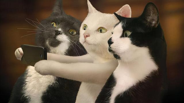 猫猫为啥会有皮肤病，猫猫疾病四你对猫猫的疾病知多少