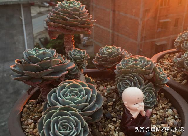 多肉植物玉蝶怎么养新手必看，记好3点养护细节
