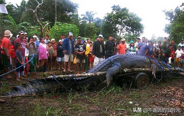15种实际存在的异常大的动物，21种完全超乎了想象身形特别巨大的动物