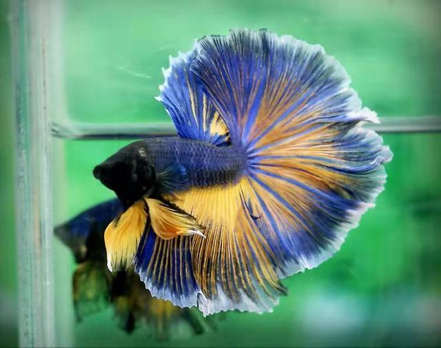 斗鱼的种类及特点，斗鱼科的观赏鱼都有哪些品种