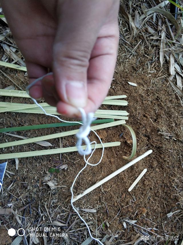 山鸡散养怎么建鸡舍，野外大山里套野山鸡