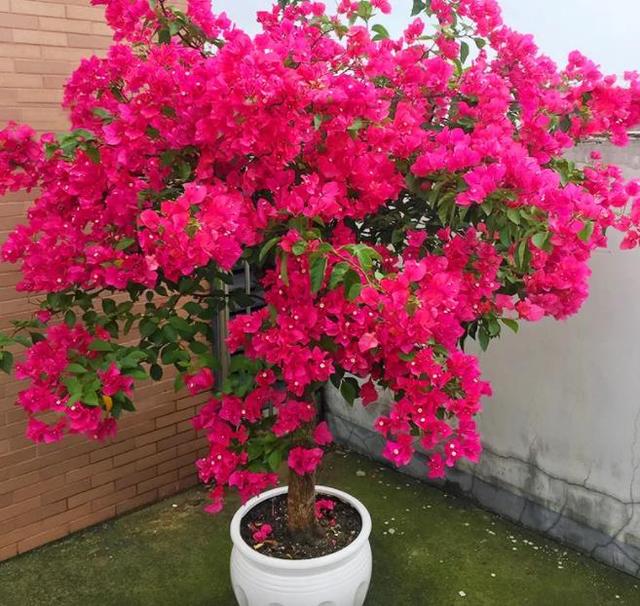 太阳花怎样养护才开花多，掌握3个“技巧”