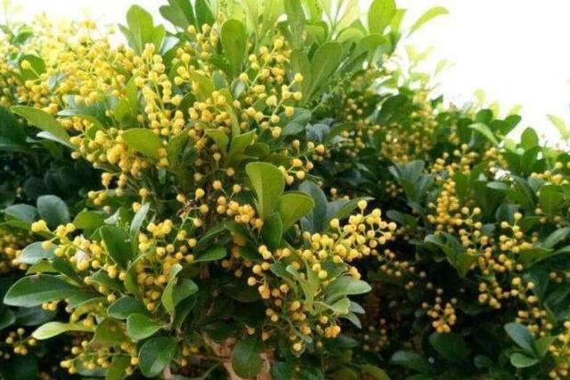 比香水还好闻的5种花，这4种香香花