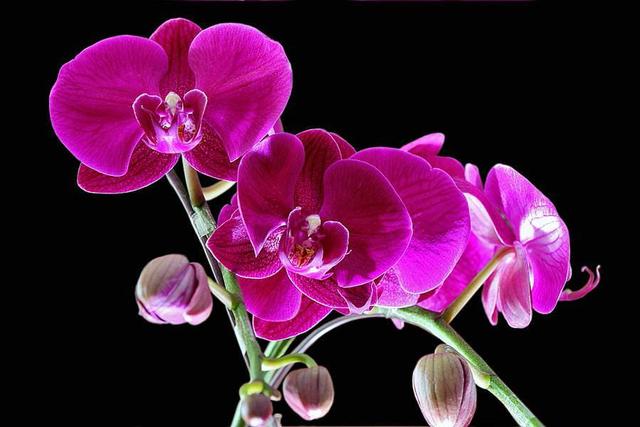 蝴蝶兰怎么浇水，蝴蝶兰浇水正确方法（不会“浇水”怎么行）