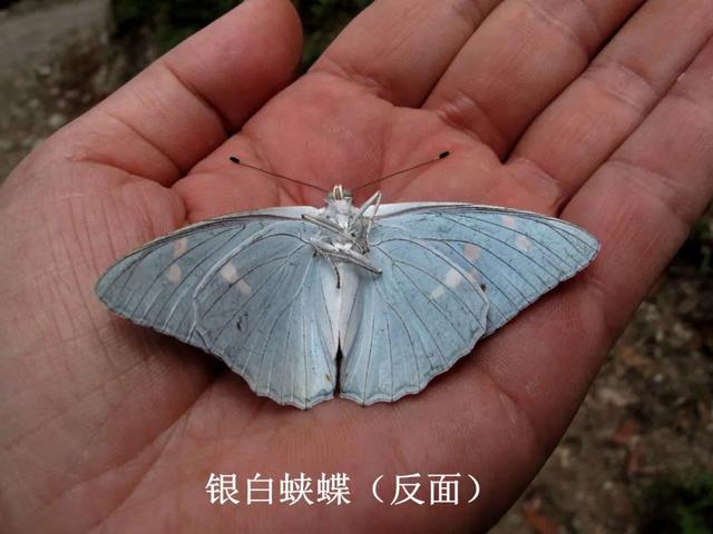 最常见的蝴蝶有哪几种，夏日赏蝶正当时