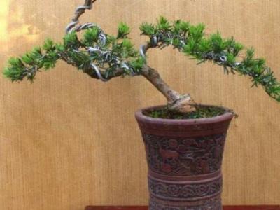 罗汉松的种植和养护方法，小叶罗汉松的养殖方法和注意事项