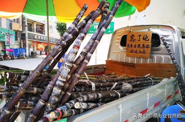 小伙带你看四种品种的甘蔗，黄皮甘蔗和黑皮甘蔗哪个长得高