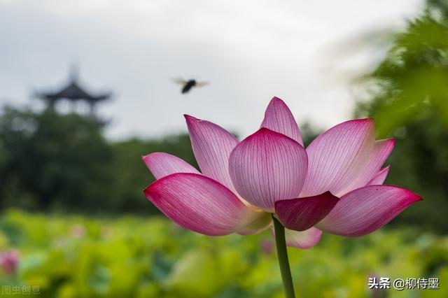 荷花拍照10个技巧，帮你把荷花拍得不一般