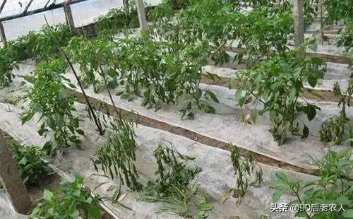 立枯病的病害有哪些特征，立枯病介绍