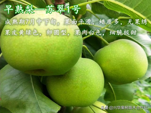 哪种梨最好吃，这6个地方比较出名