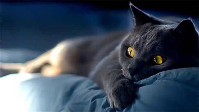 养黑猫有什么忌讳，养黑猫禁忌（可不要再迷信啦）