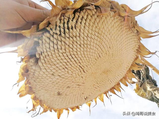 大板瓜子怎么做好吃又简单好剥，传统瓜子吃腻了