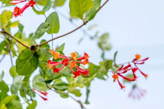 15种爬藤植物，22种爬藤植物开花多