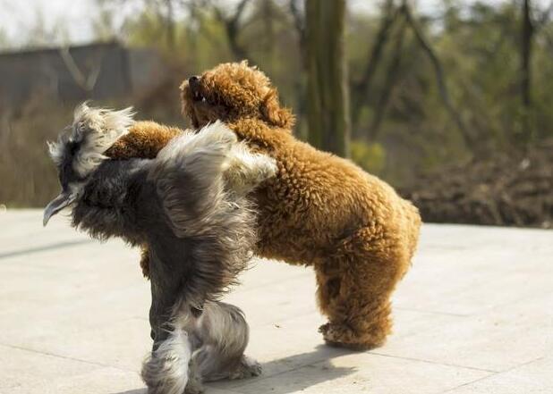 雪纳瑞好养吗优缺点有哪些，雪纳瑞为什么少人养