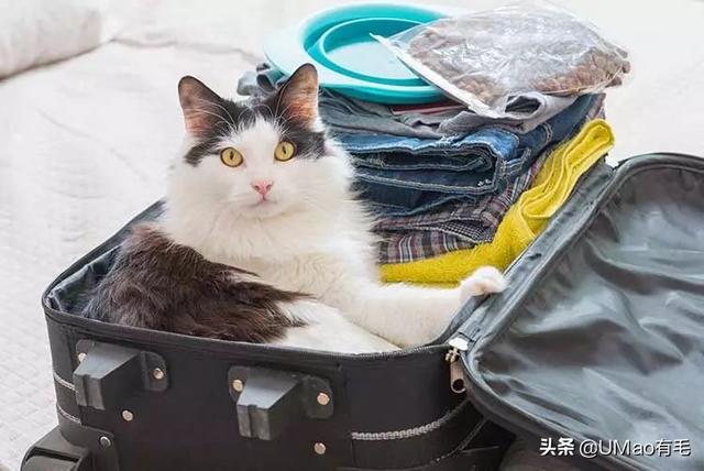 飞机托运猫咪流程，需要办理什么手续