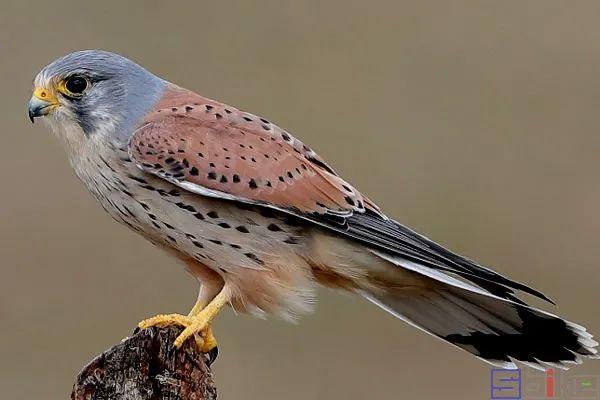 美国国鸟的品种，欧洲各国国鸟大全