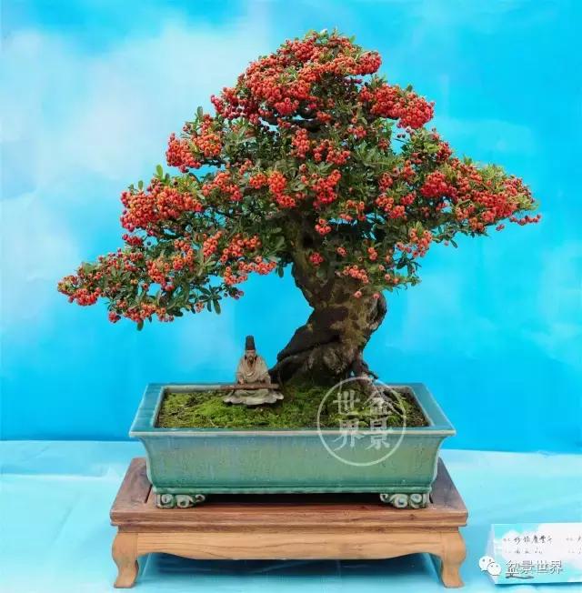 黄杨盆景大全，黄就成老师盆景精品欣赏
