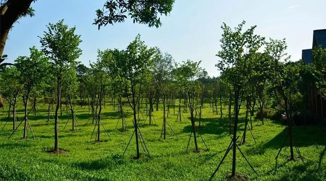 广州大夫山在哪，广州番禺-大夫山