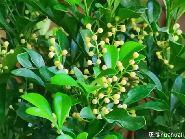 观叶植物的室内摆放，家里盆栽摆放有讲究