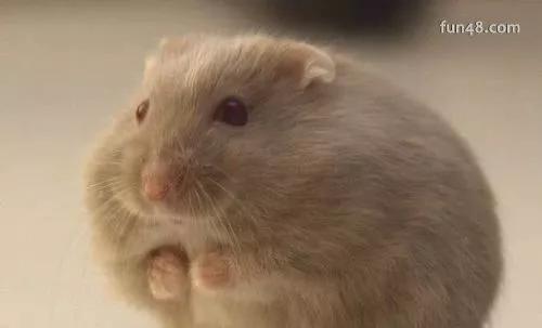 该如何正确的饲养仓鼠呢，教你养护可爱的小仓鼠