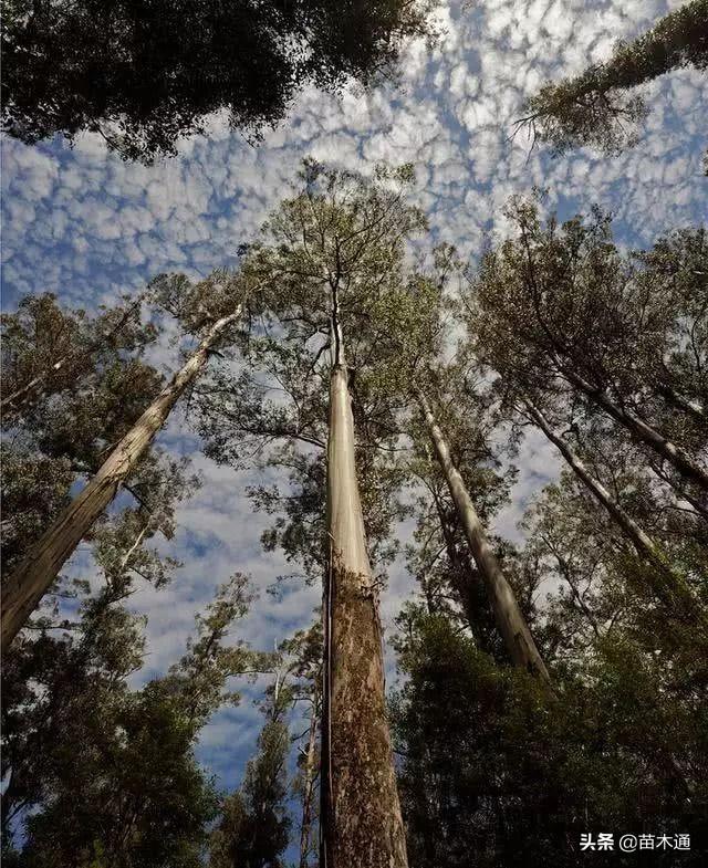 世界上最恐怖的树，世界上四种最可怕的树