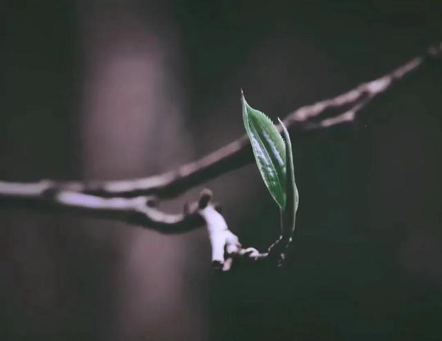 百年树龄的古树，古树老树大树