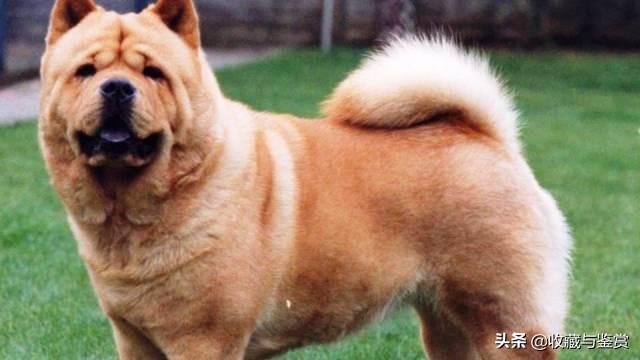 世界上最凶猛的犬，世界最凶猛十大犬种