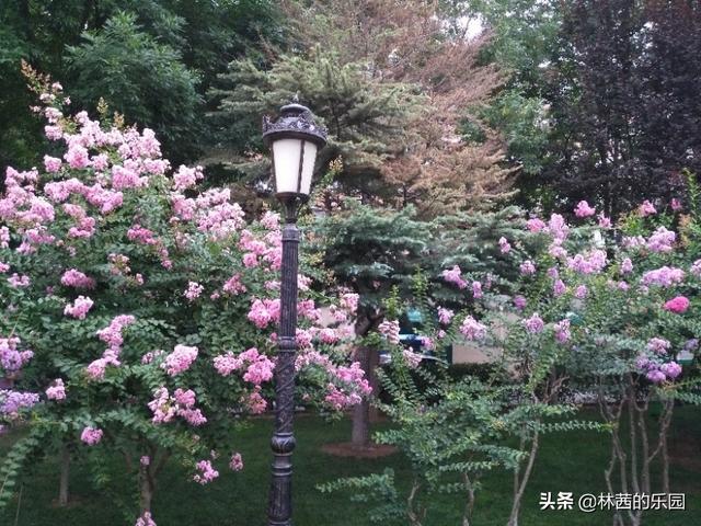 最美的海棠花诗，最美的38首海棠花诗词