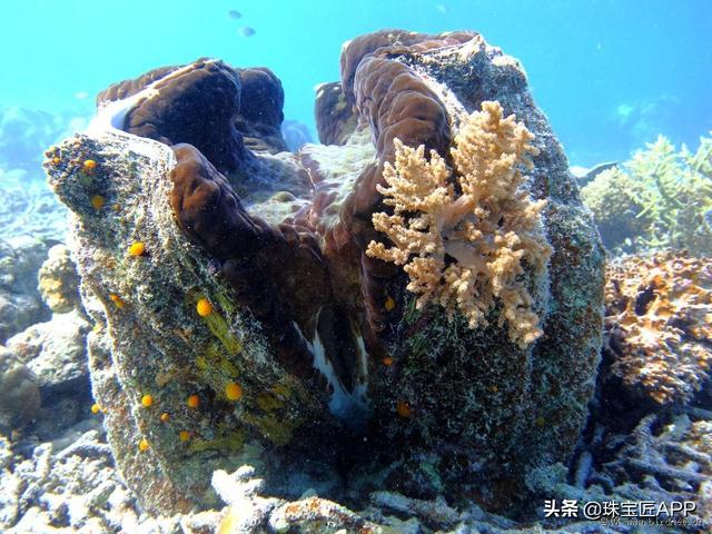 女王贝是什么宝石，贝壳首饰的颜色（珠宝首饰、钟表类目管理规则丨鸿石）