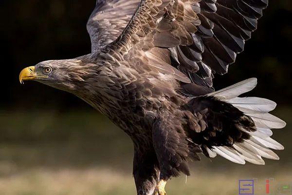 美国国鸟的品种，欧洲各国国鸟大全