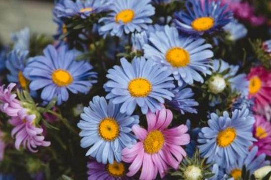 翅果菊花语，小皱菊的花语是什么