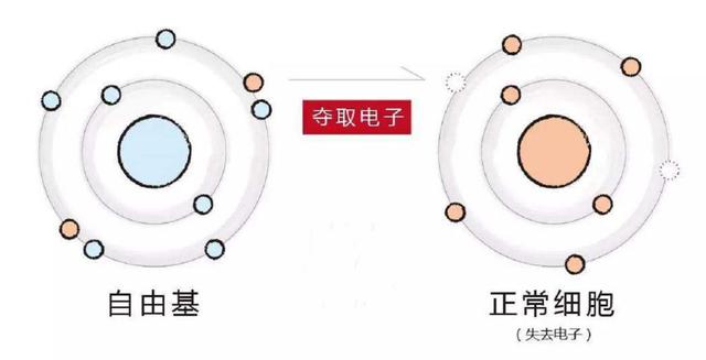 氧自由基形成的途径有哪些，自由基会影响黑色素的合成