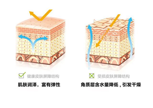 神经酰胺对皮肤的作用，神经酰胺对敏感肌肤的作用与功效