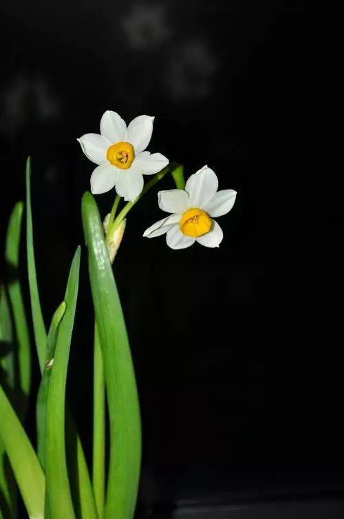 国画芙蓉花图精品欣赏，十大名花十首诗词