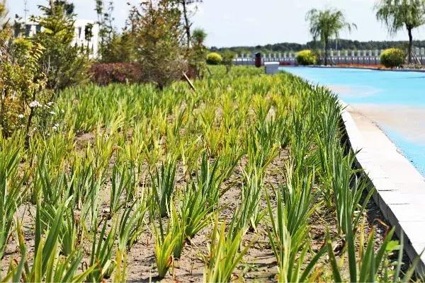 如意湖湿地公园游玩攻略，左中休闲好去处