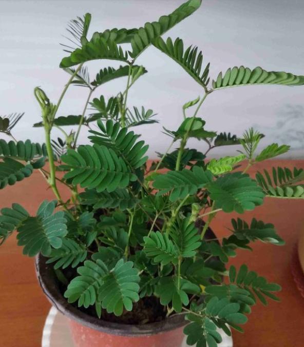 含羞草的生长过程，含羞草的生长规律及生长环境