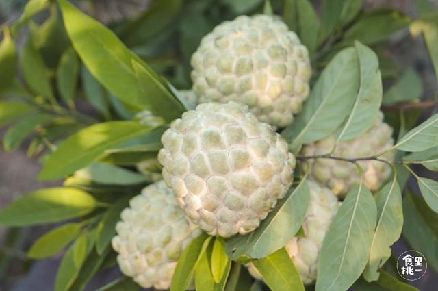 又贵又好吃稀有热带水果，一过中秋就消失