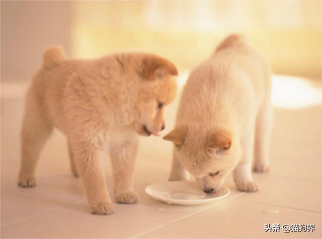 狗能吃什么蔬菜，幼犬狗狗可以吃哪些蔬菜水果