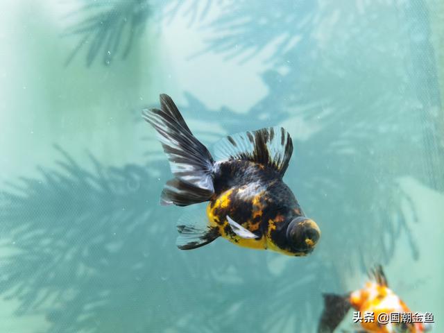 金鱼的品种有哪些，金鱼的品种都有哪些