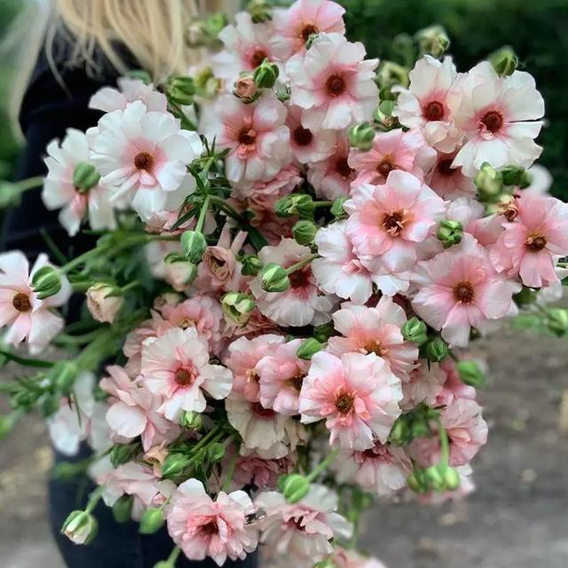 球根植物有几种，海妈园艺课堂干货向