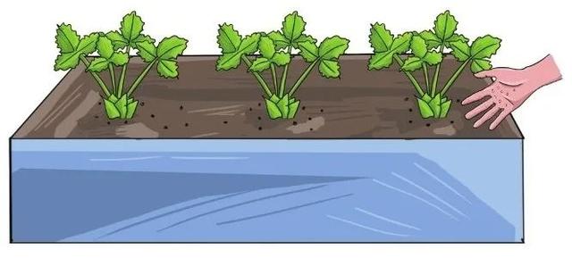 家中草莓怎么叶子会干，草莓喜欢湿润却极易患病