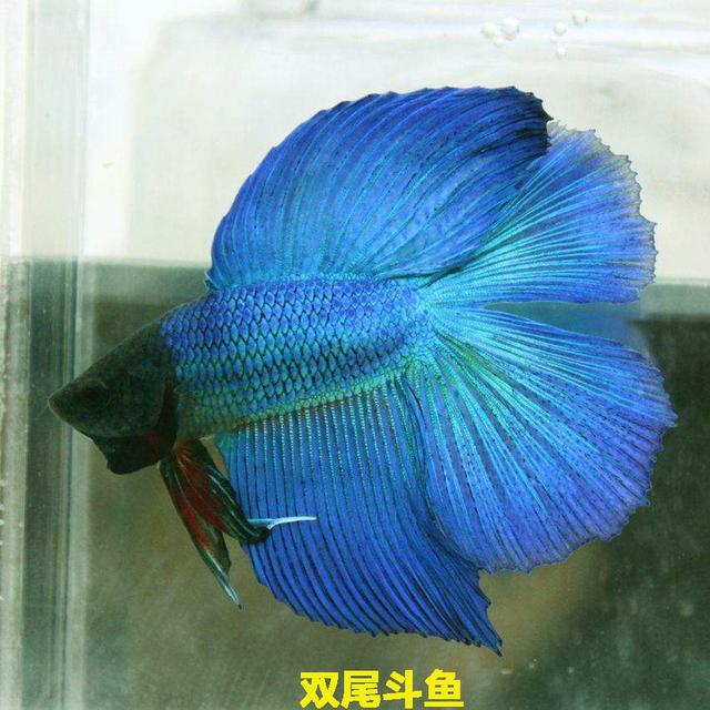 为什么泰国的斗鱼那么好看，盘点惊艳全球的十大泰国斗鱼