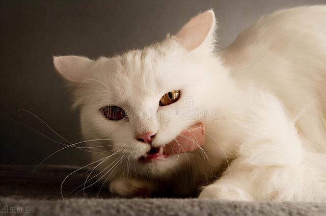 猫能吃什么人类食物，猫咪可以吃什么人类食物（猫咪可以吃的9种人类食物）