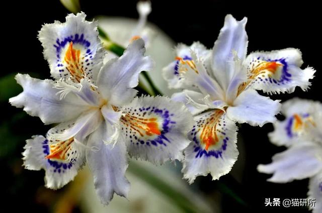 养猫可以养什么花，养猫需要买什么花