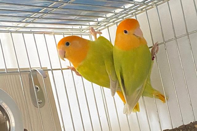 牡丹鹦鹉品种介绍大全，面类牡丹鹦鹉的所有品种