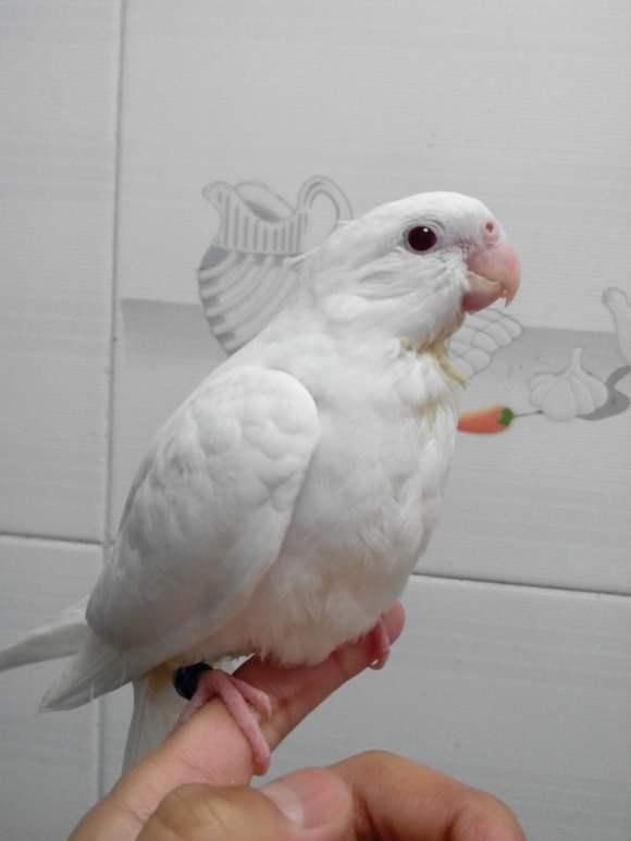 玄凤，玄凤鹦鹉的缺点以及特点