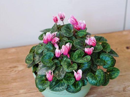 君子兰怎么浇水，君子兰正确浇水原则（这才是最正确的方法）