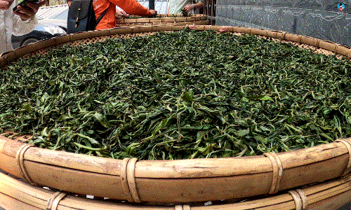 手工制茶的六个步骤，南茗佳人手工制茶过程全公开