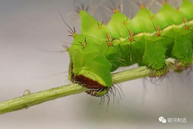 有哪些常见的飞蛾，自然记录蛾生一瞬